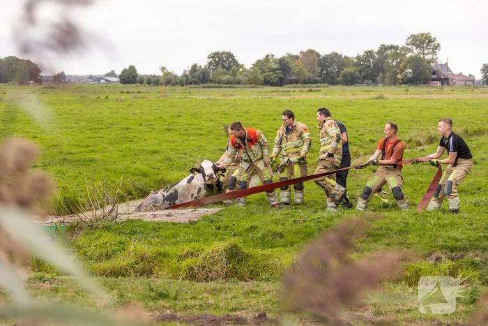 Brandweer trekken koe uit sloot