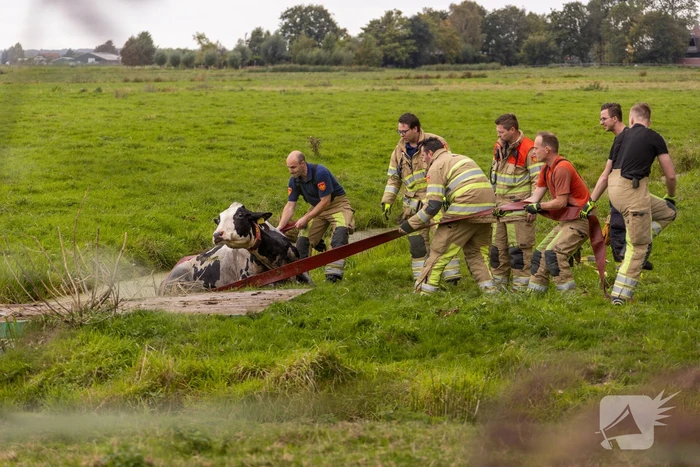 Brandweer trekken koe uit sloot