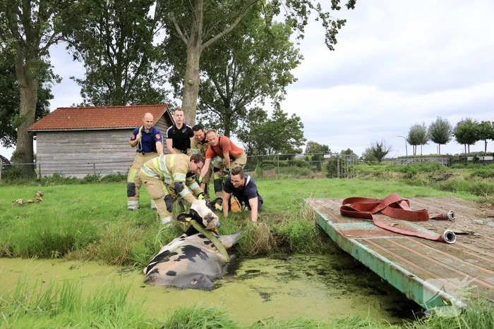 Brandweer trekken koe uit sloot