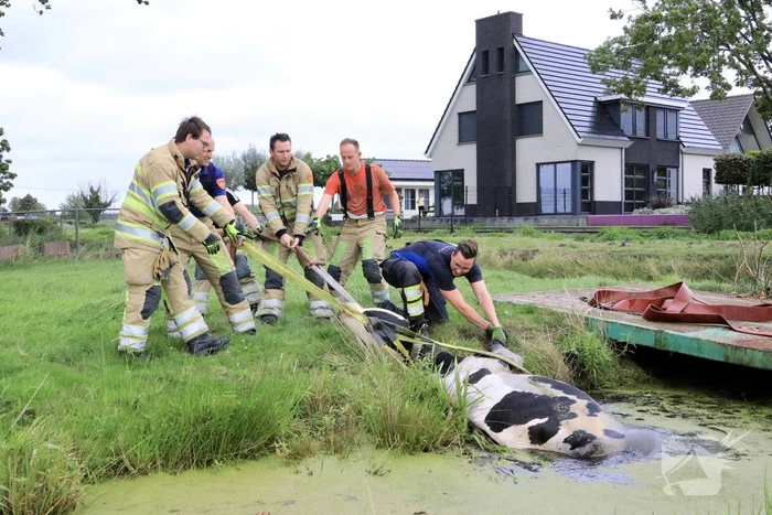 Brandweer trekken koe uit sloot