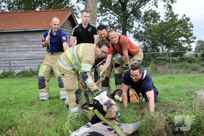 Brandweer trekken koe uit sloot