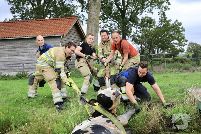 Brandweer trekken koe uit sloot