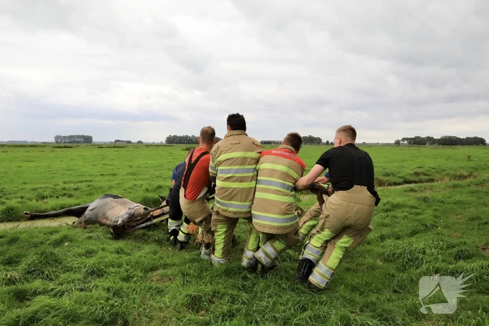 Brandweer trekken koe uit sloot