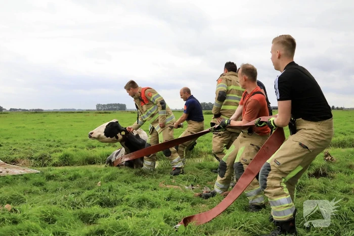 Brandweer trekken koe uit sloot