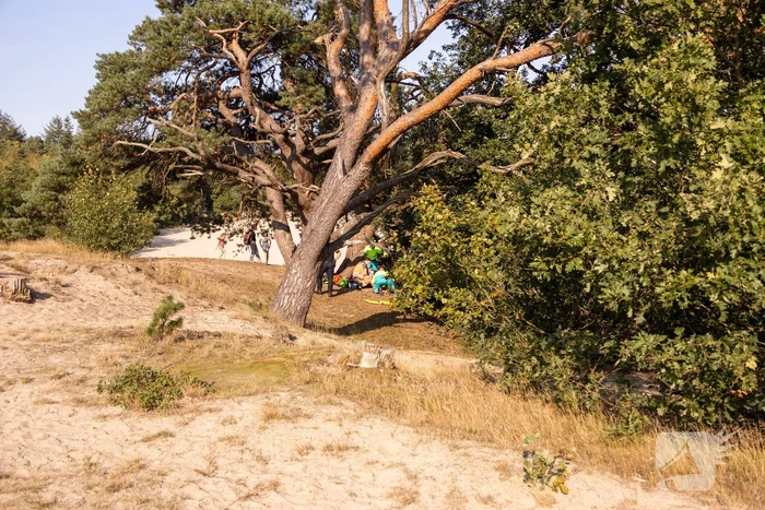 Meisje valt uit boom en raakt zwaargewond