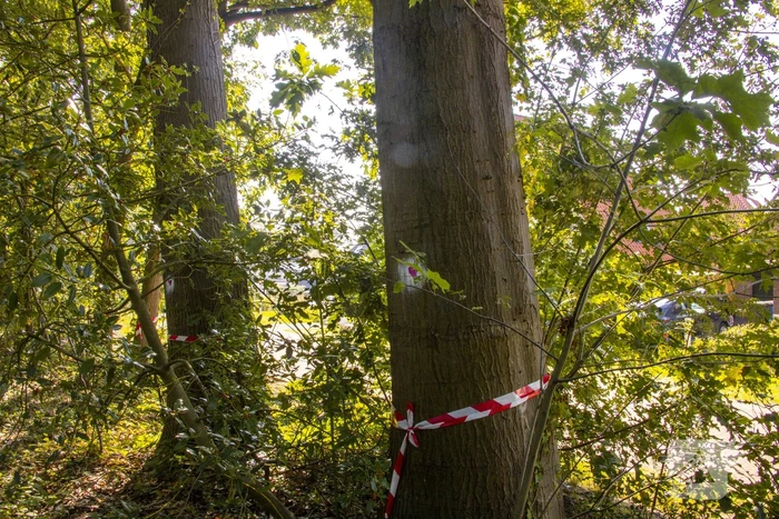 Nieuwe bewoners villawijk redden 17 bomen van kap