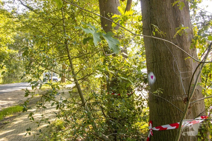 Nieuwe bewoners villawijk redden 17 bomen van kap