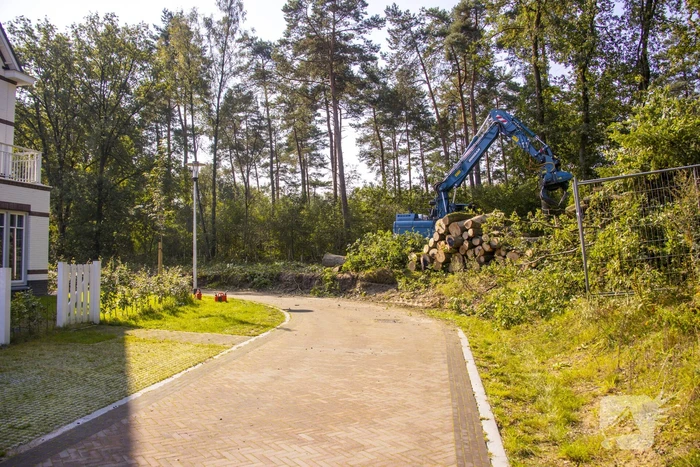 Nieuwe bewoners villawijk redden 17 bomen van kap