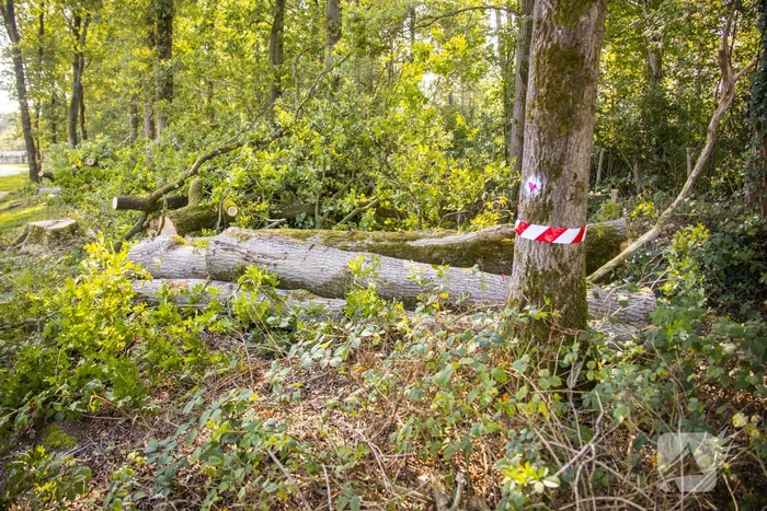 Nieuwe bewoners villawijk redden 17 bomen van kap