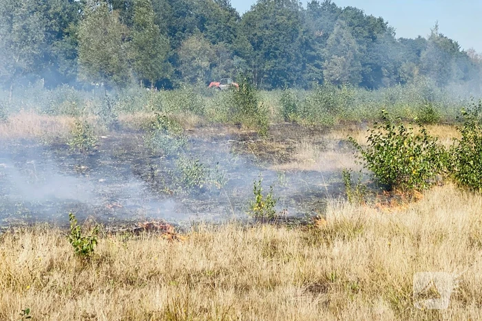 Grote bos heidebrand in natuurgebied