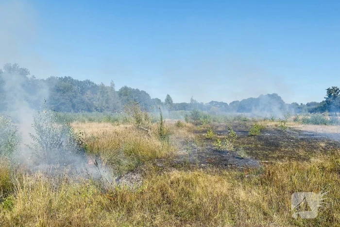 Grote bos heidebrand in natuurgebied