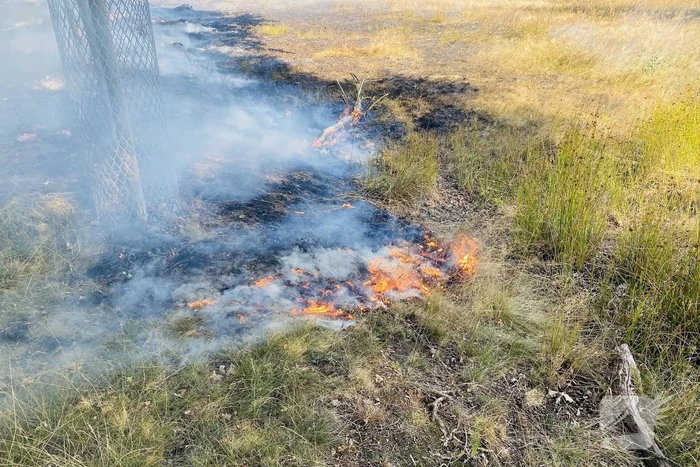 Grote bos heidebrand in natuurgebied