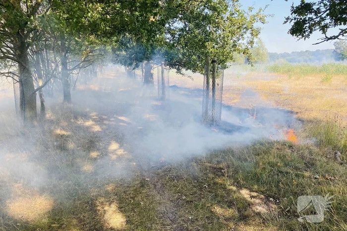 Grote bos heidebrand in natuurgebied