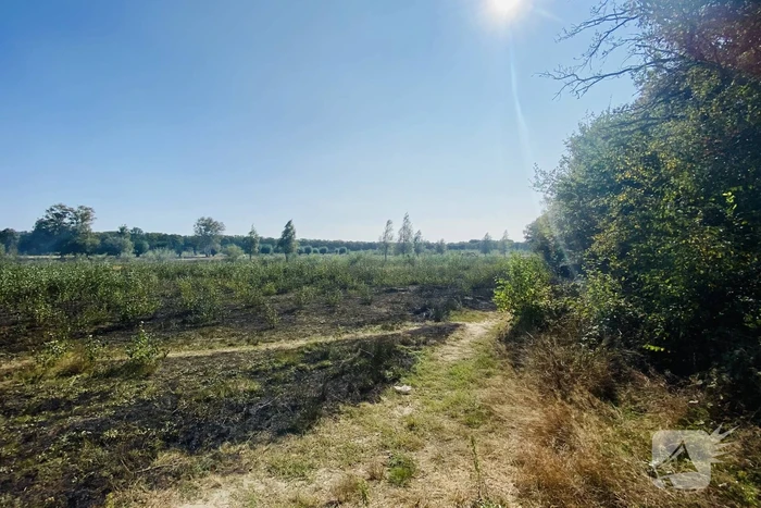 Grote bos heidebrand in natuurgebied