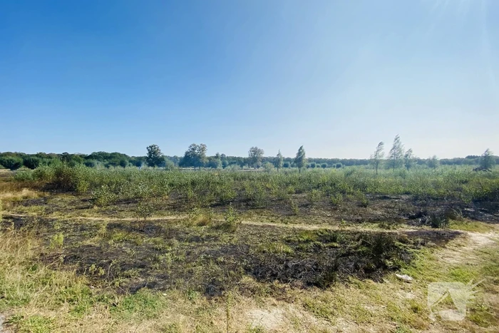 Grote bos heidebrand in natuurgebied
