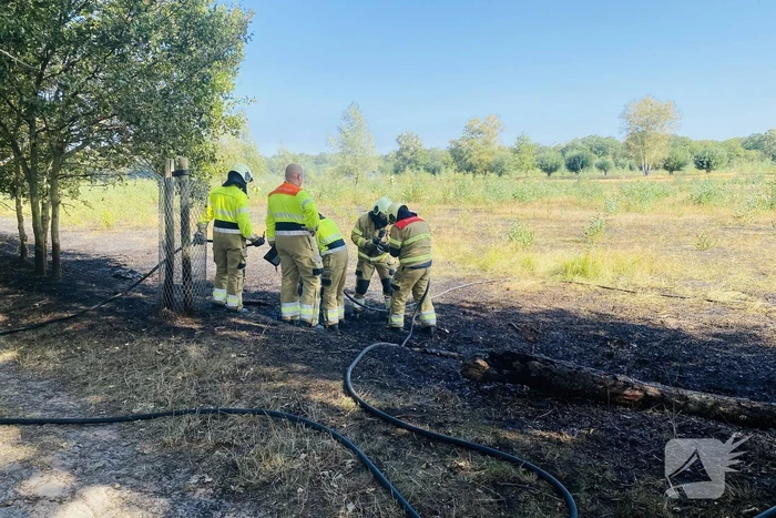 Grote bos heidebrand in natuurgebied