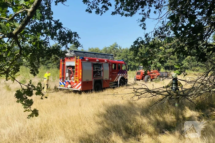 Grote bos heidebrand in natuurgebied