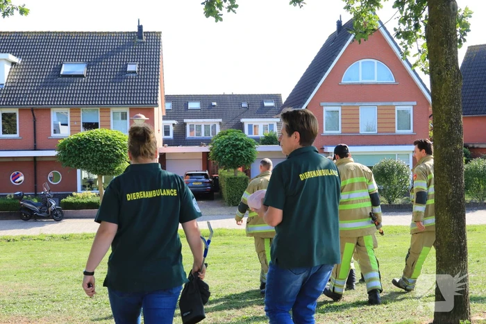 Kinderen vinden egel in nood bij actie WorldCleanupDay