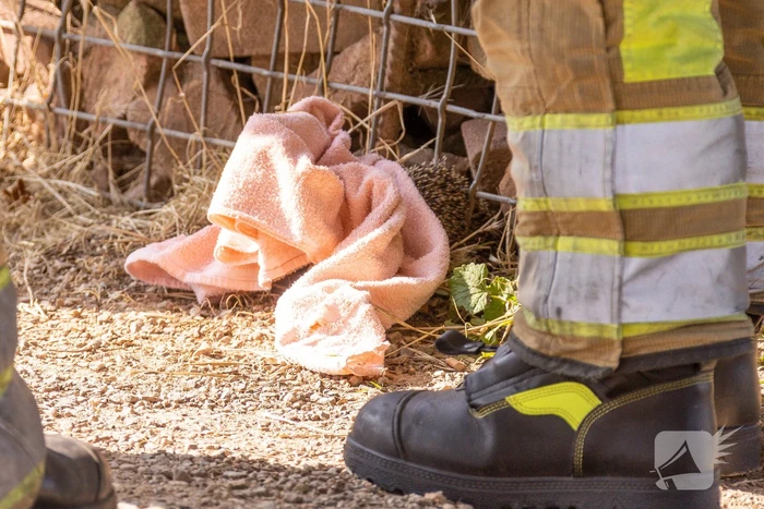 Kinderen vinden egel in nood bij actie WorldCleanupDay