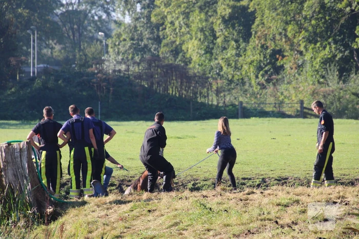 Paard belandt in sloot en zit vast
