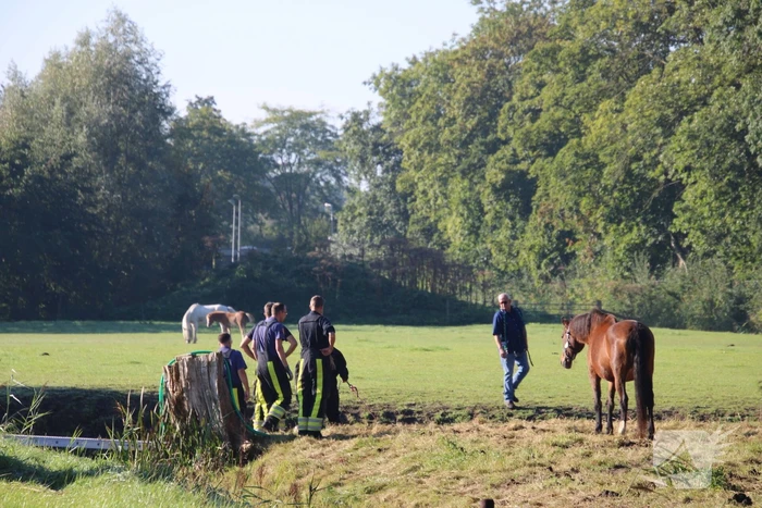 Paard belandt in sloot en zit vast