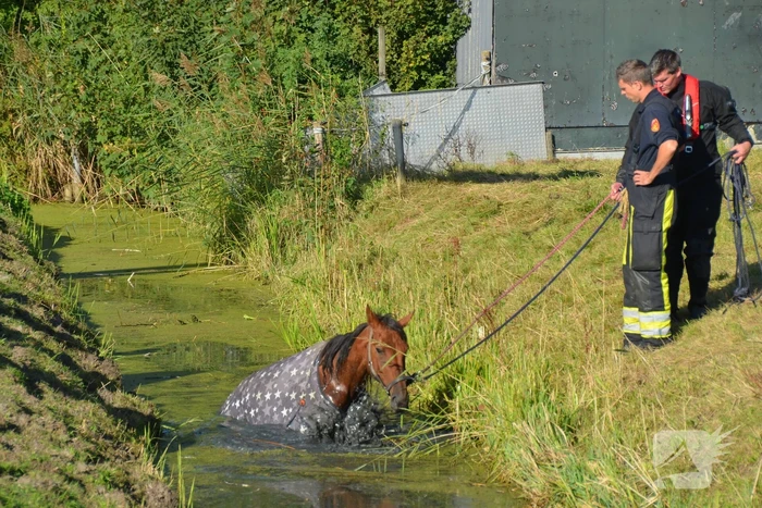 Paard belandt in sloot en zit vast