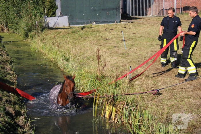 Paard belandt in sloot en zit vast