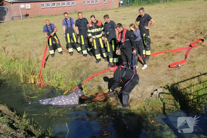 Paard belandt in sloot en zit vast