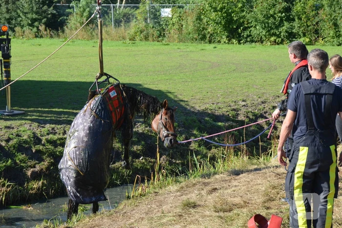 Paard belandt in sloot en zit vast