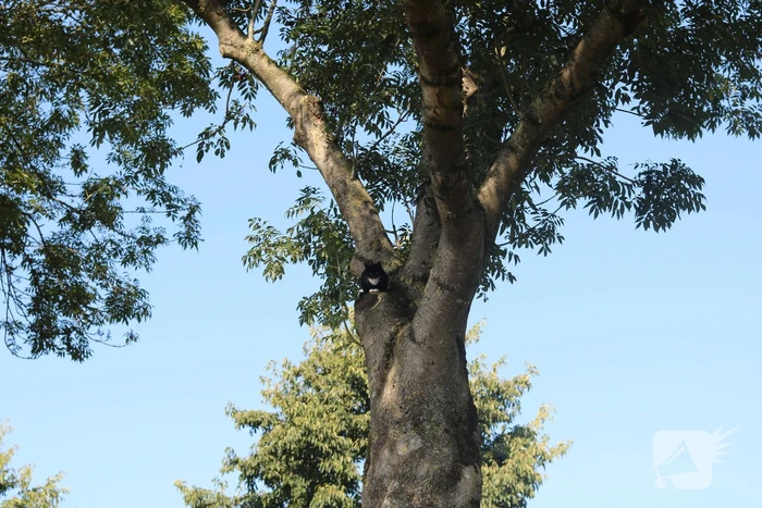 Brandweer probeert kat uit boom te spuiten