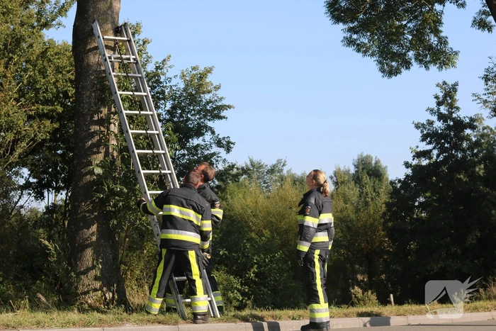 Brandweer probeert kat uit boom te spuiten