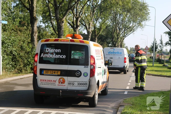 Brandweer probeert kat uit boom te spuiten