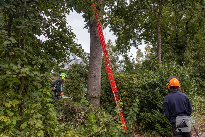 Gevaarlijk hangende tak snel verwijderd