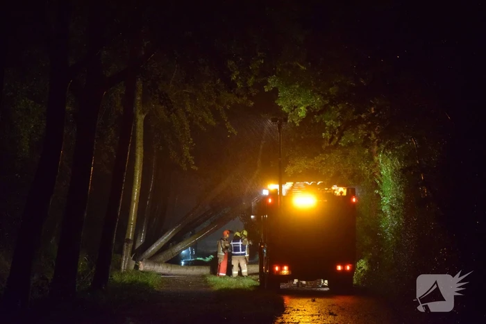 Meerdere bomen waaien om door storm Odette