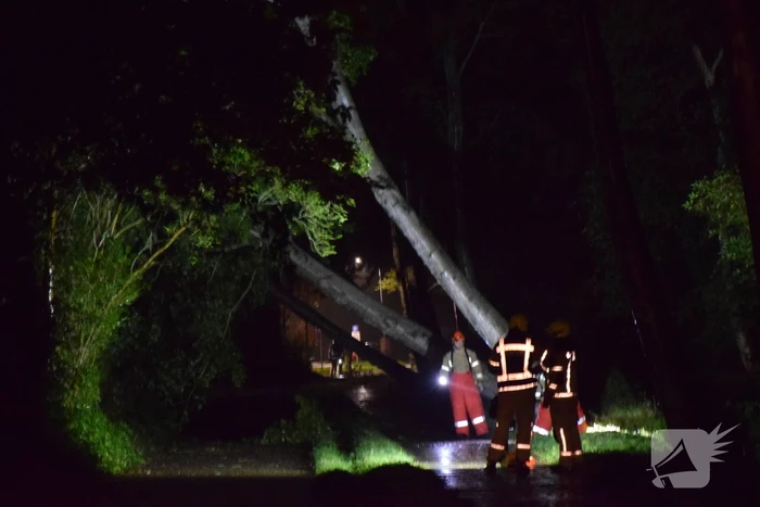 Meerdere bomen waaien om door storm Odette