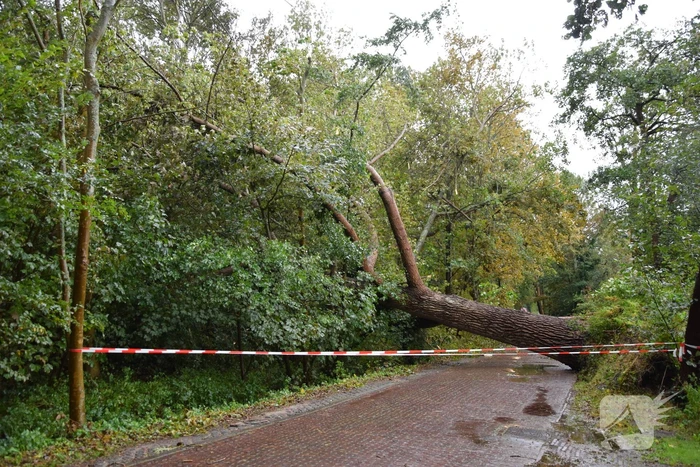Omgewaaide boom zorgt voor grote stroomstoring
