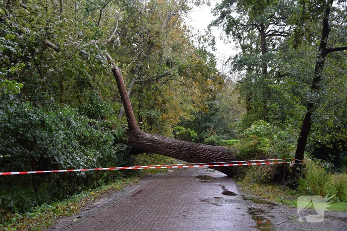 Omgewaaide boom zorgt voor grote stroomstoring