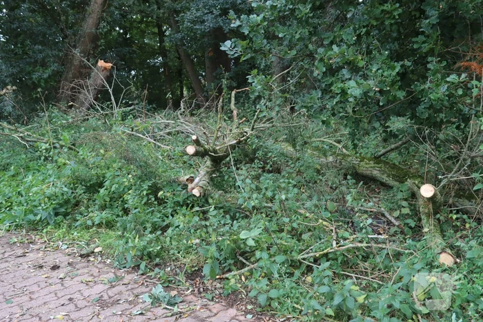 Boom breekt af en belandt op fietspad