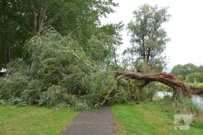 Enorme boom langs de Bonkevaart valt om