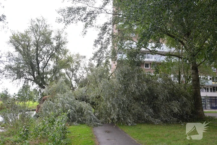 Enorme boom langs de Bonkevaart valt om