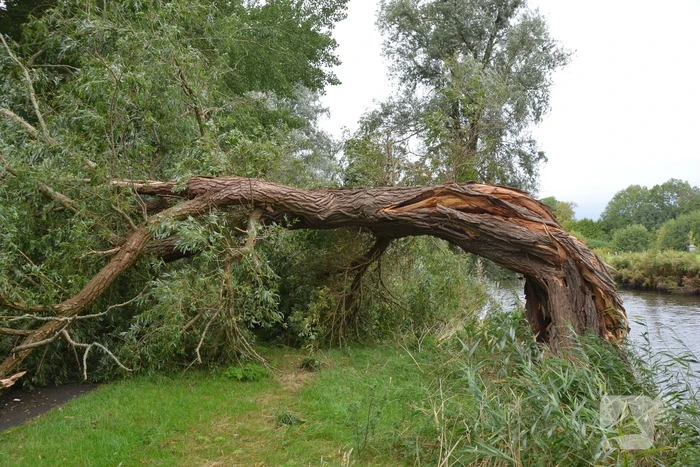 Enorme boom langs de Bonkevaart valt om