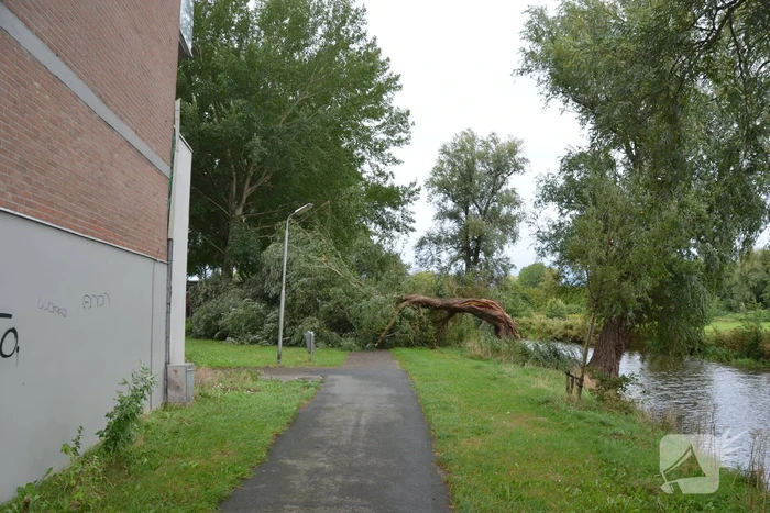 Enorme boom langs de Bonkevaart valt om
