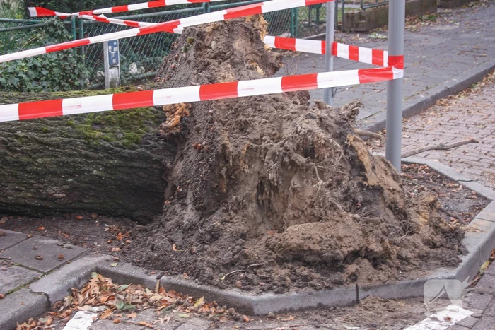 Grote boom valt om tegen woning