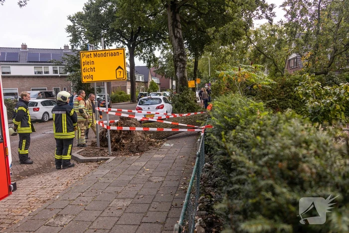 Grote boom valt om tegen woning