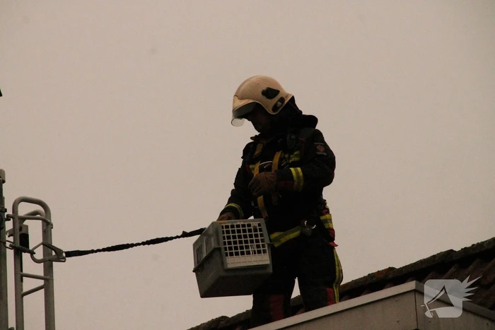 Brand redt kat van het dak