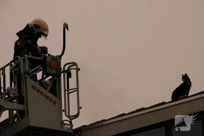 Brand redt kat van het dak