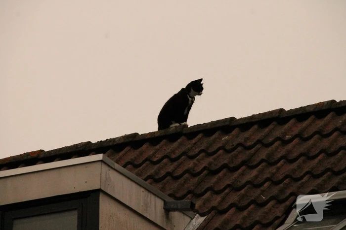 Brand redt kat van het dak