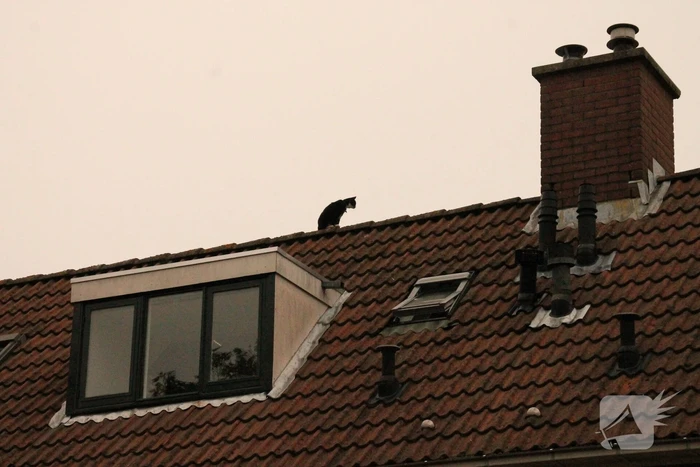 Brand redt kat van het dak