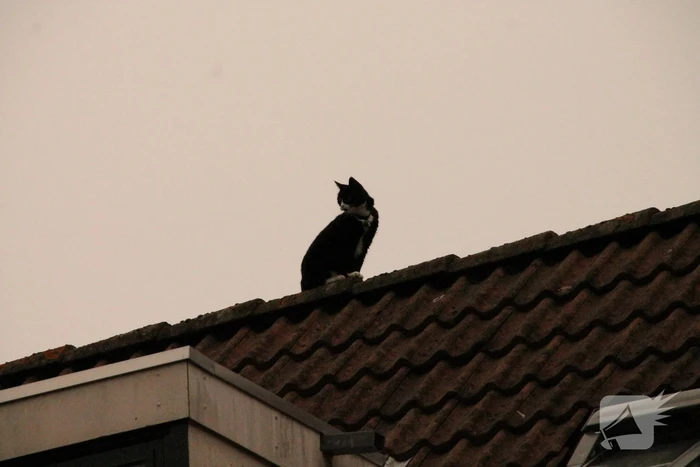 Brand redt kat van het dak