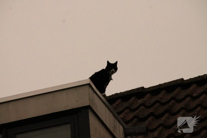 Brand redt kat van het dak